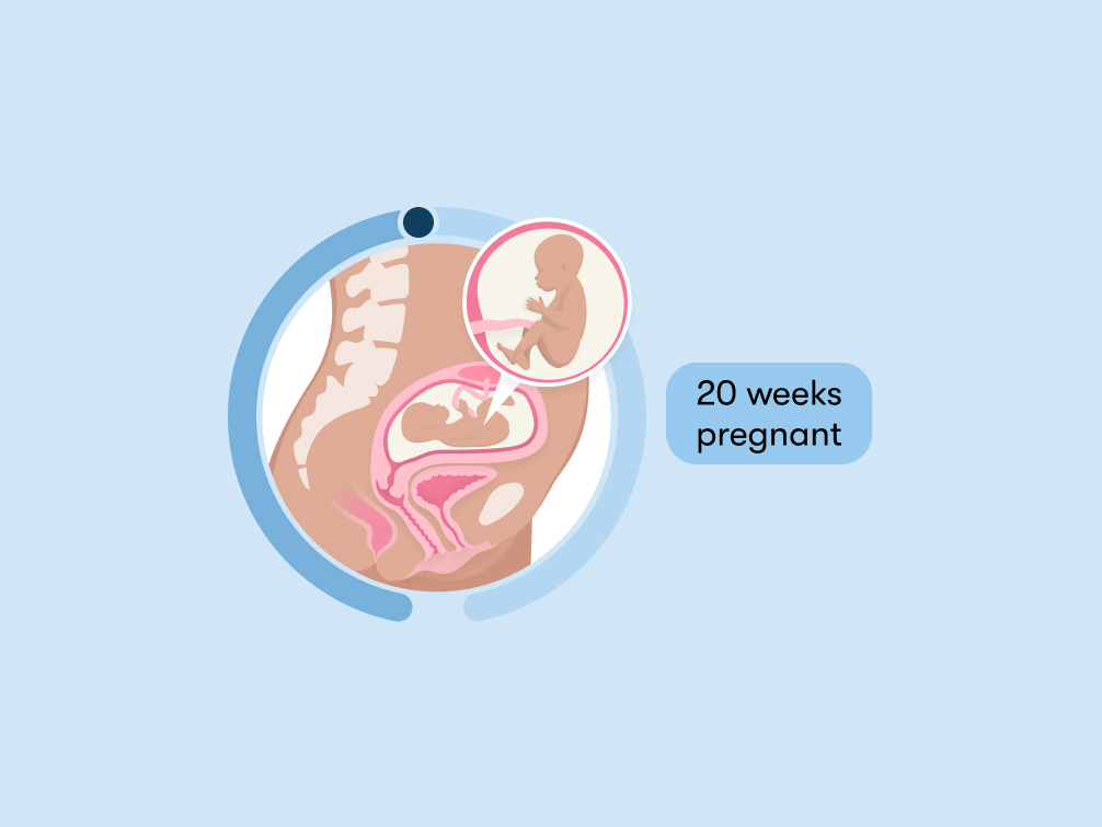 20 weeks pregnant: Symptoms, tips, and baby development